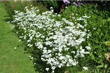 Achillea ptarmica 'The Pearl'