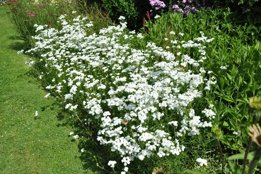 Achillea ptarmica 'The Pearl'