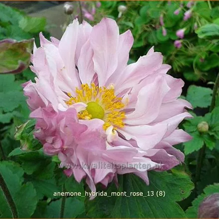 Anemone hybrida 'Mont Rose'