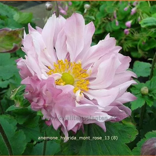 Anemone hybrida 'Mont Rose'
