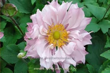 Anemone hybrida 'Mont Rose'