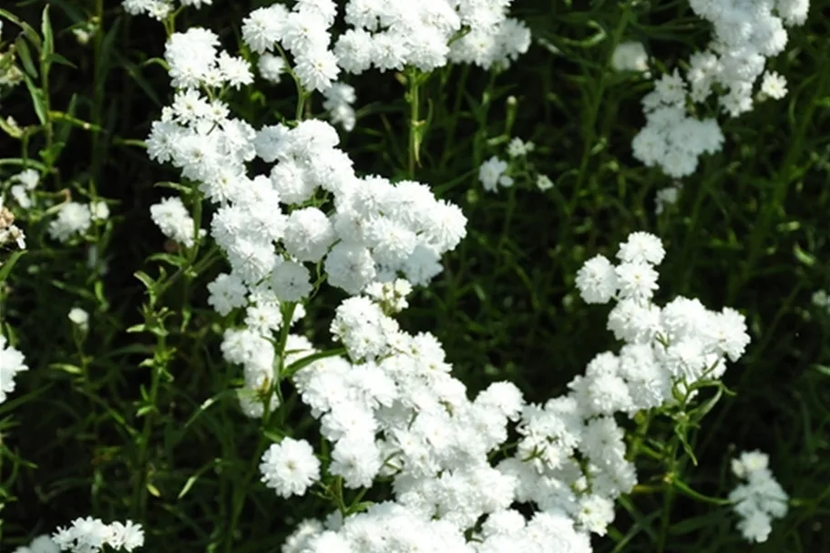 Achillea ptarmica 'The Pearl'
