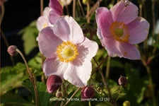Anemone hybrida 'Ouverture'