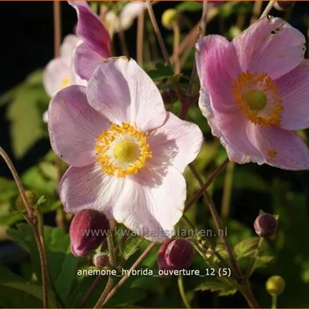 Anemone hybrida 'Ouverture'