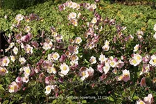 Anemone hybrida 'Ouverture'