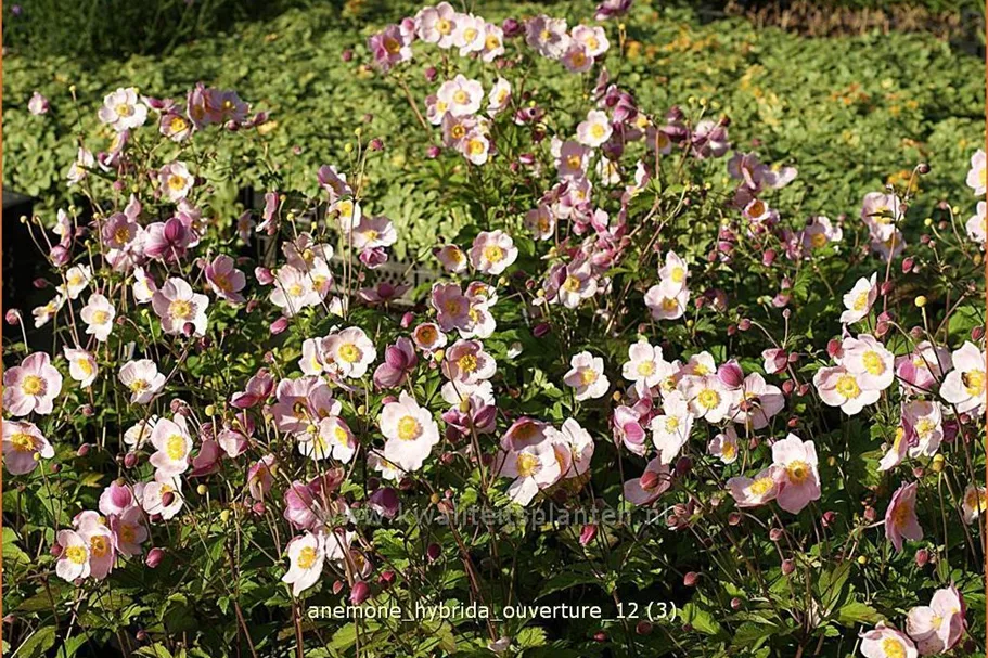 Anemone hybrida 'Ouverture'