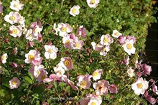 Anemone hybrida 'Ouverture'