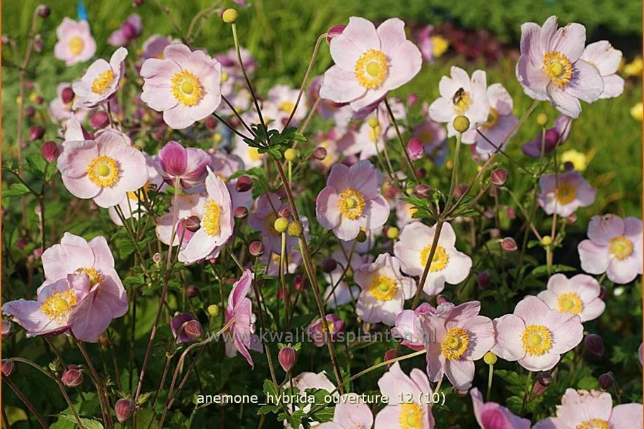 Anemone hybrida 'Ouverture'