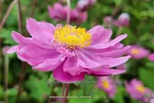 Anemone hybrida 'Pamina'