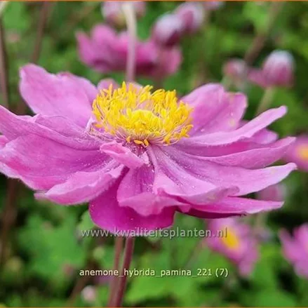 Anemone hybrida 'Pamina'