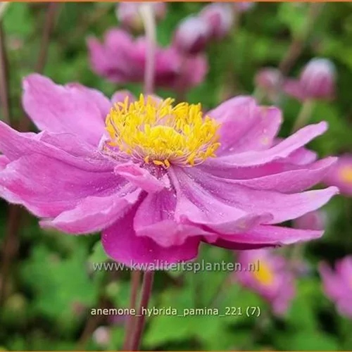 Anemone hybrida 'Pamina'