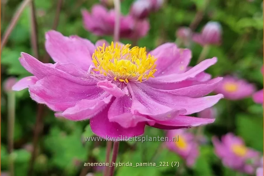 Anemone hybrida 'Pamina'