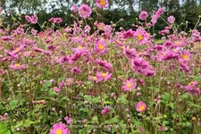 Anemone hybrida 'Pamina'