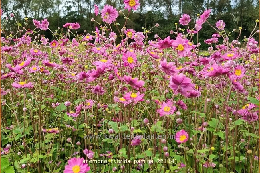 Anemone hybrida 'Pamina'