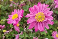 Anemone hybrida 'Pamina'