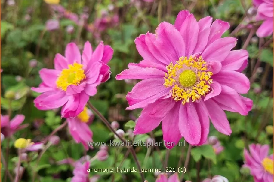 Anemone hybrida 'Pamina'