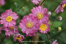 Anemone hybrida 'Pamina'