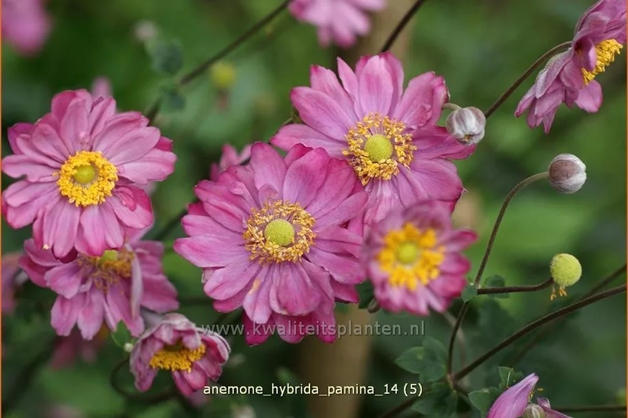 Anemone hybrida 'Pamina'