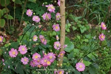 Anemone hybrida 'Pamina'