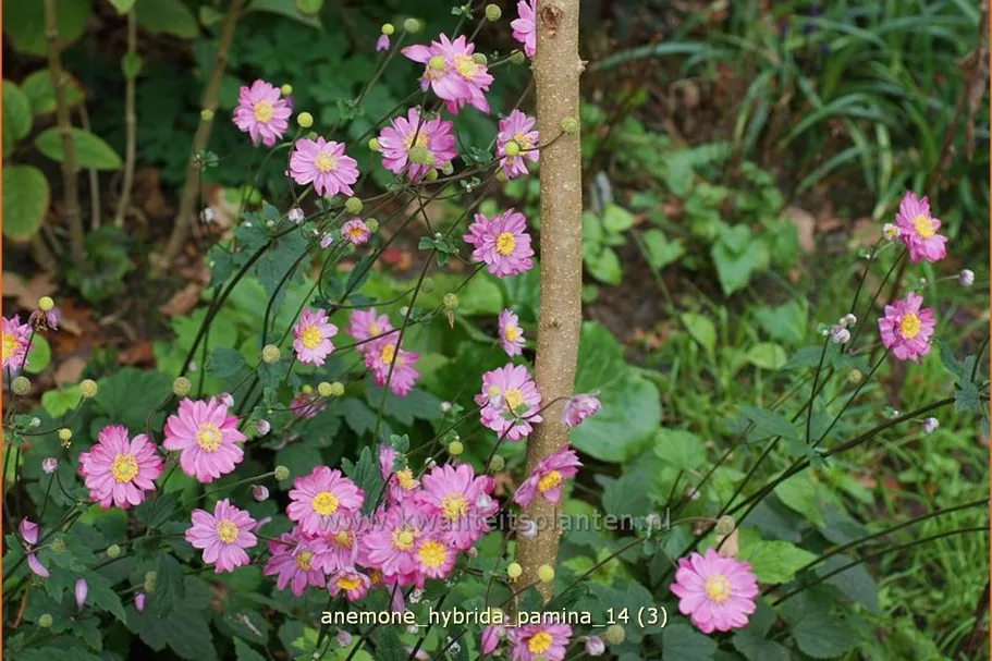 Anemone hybrida 'Pamina'