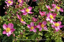 Anemone hupehensis 'Red Riding Hood'
