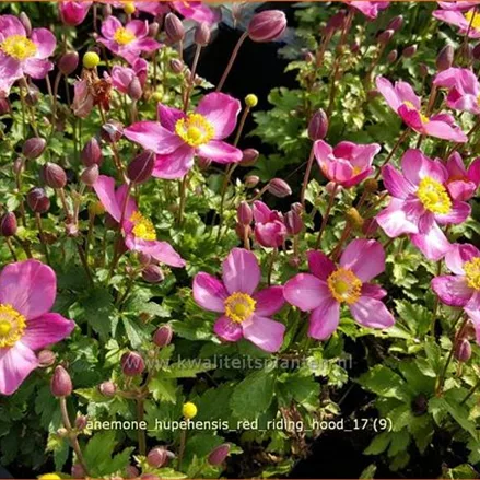 Anemone hupehensis 'Red Riding Hood'