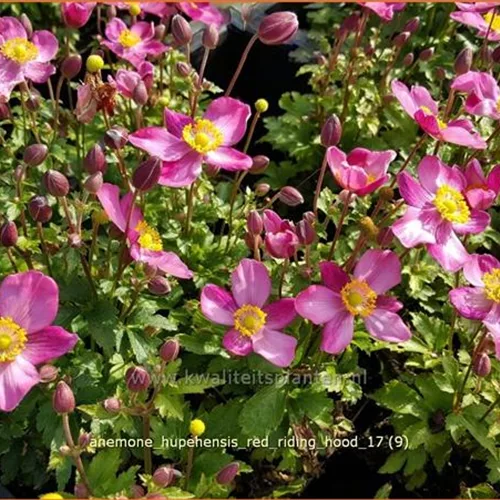 Anemone hupehensis 'Red Riding Hood'