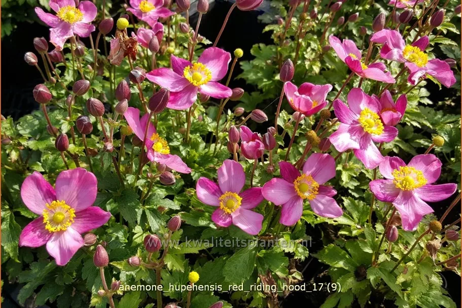 Anemone hupehensis 'Red Riding Hood'
