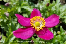 Anemone hupehensis 'Red Riding Hood'