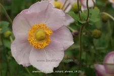 Anemone hybrida 'Richard Ahrens'