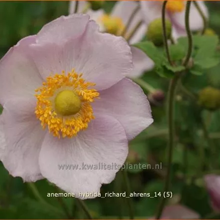 Anemone hybrida 'Richard Ahrens'