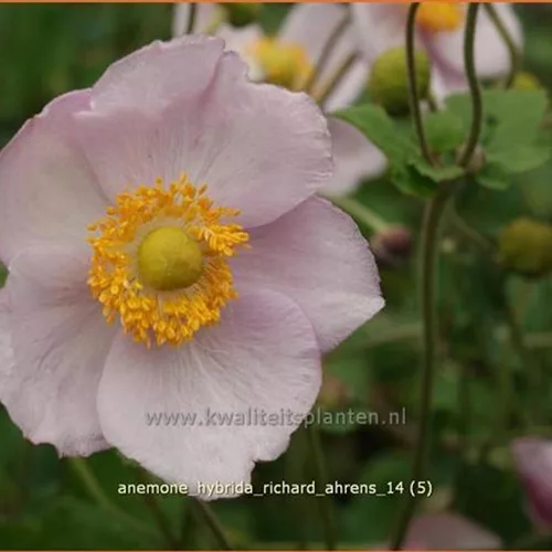 Anemone hybrida 'Richard Ahrens'