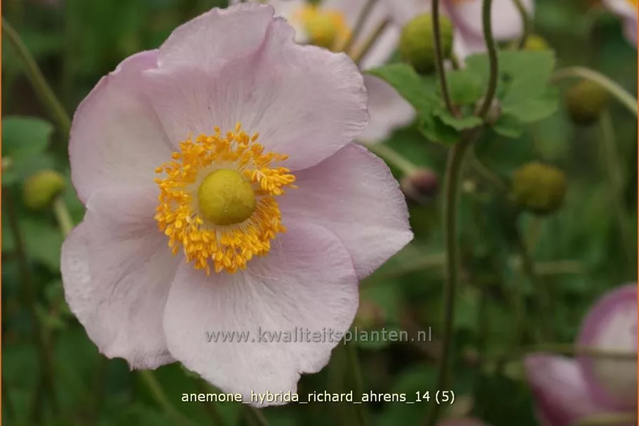 Anemone hybrida 'Richard Ahrens'