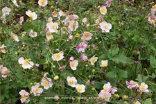Anemone hybrida 'Richard Ahrens'