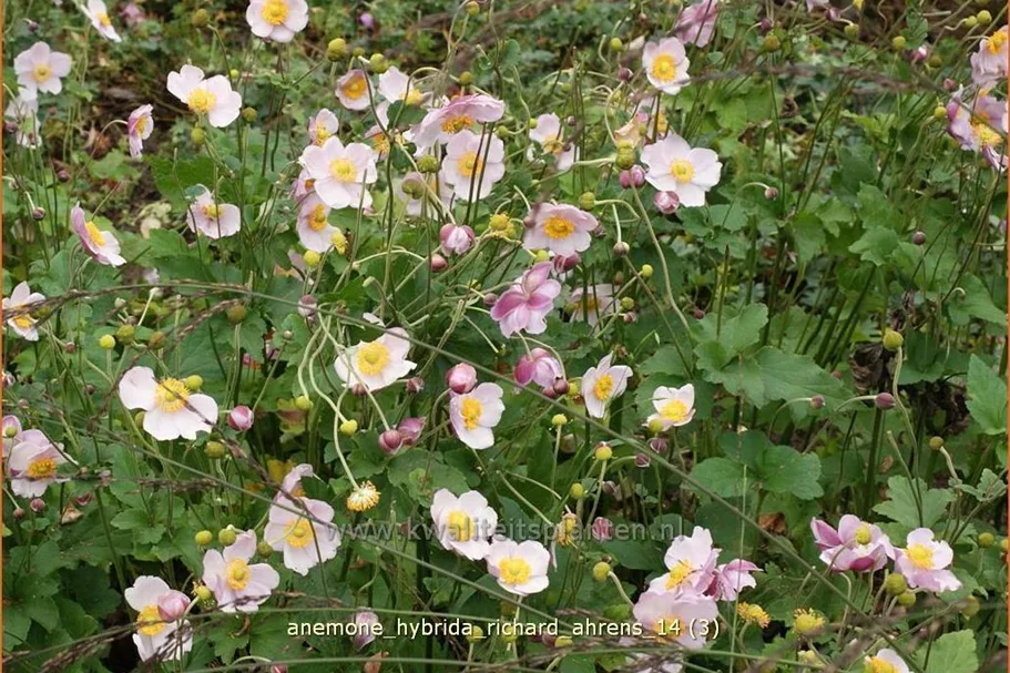 Anemone hybrida 'Richard Ahrens'