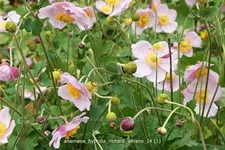 Anemone hybrida 'Richard Ahrens'