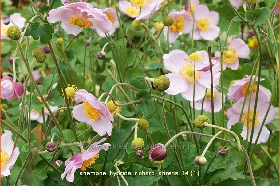 Anemone hybrida 'Richard Ahrens'