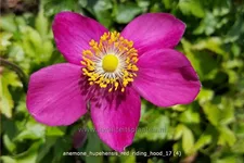 Anemone hupehensis 'Red Riding Hood'