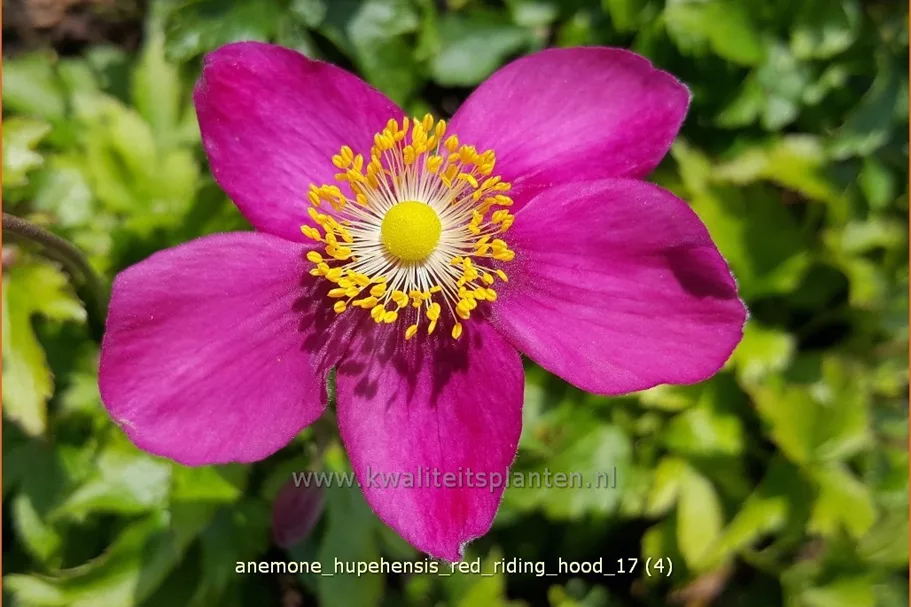 Anemone hupehensis 'Red Riding Hood'