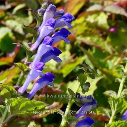 Ajuga incisa 'Blue Enigma'