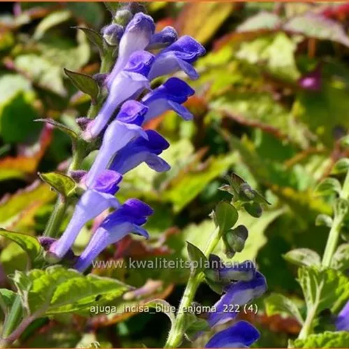 Ajuga incisa 'Blue Enigma'