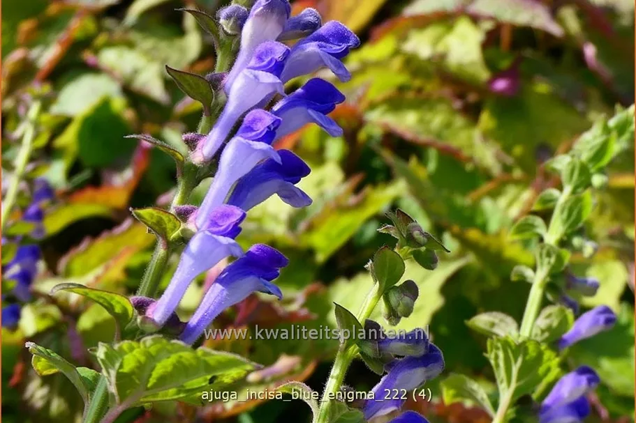 Ajuga incisa 'Blue Enigma'