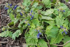 Ajuga incisa 'Blue Enigma'