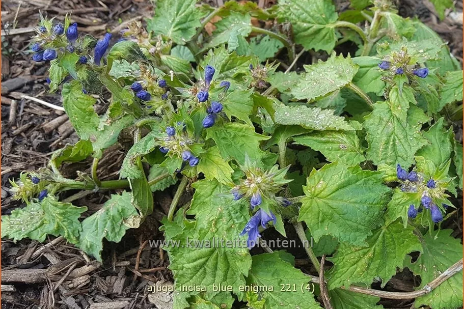Ajuga incisa 'Blue Enigma'