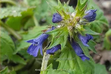 Ajuga incisa 'Blue Enigma'