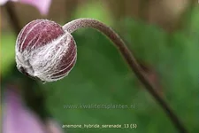 Anemone hybrida 'Serenade'