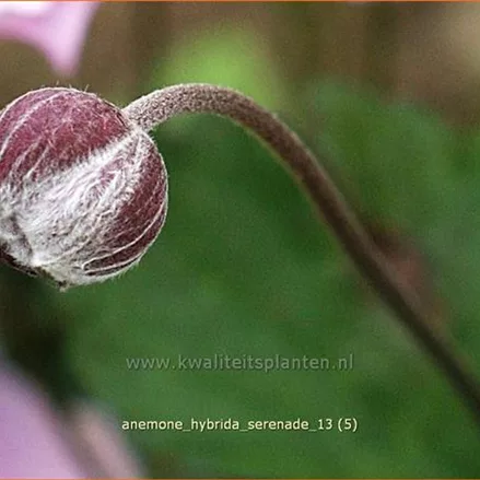 Anemone hybrida 'Serenade'