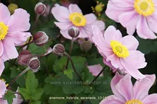 Anemone hybrida 'Serenade'