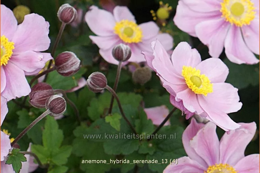 Anemone hybrida 'Serenade'