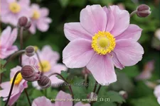 Anemone hybrida 'Serenade'